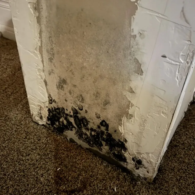 Professional Mold Removal in Westfield, MA